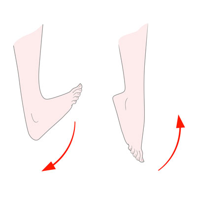 Ilustración de elevación de talones